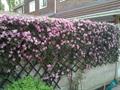 Anemone Clematis